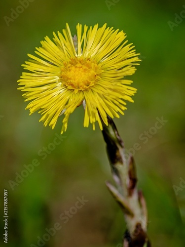 Coltsfoot (Tussilago farfara) blooming in early spring.