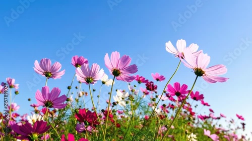 秋の青空の下で穏やかにそよぐ色鮮やかなコスモスの花畑　爽やかな風に揺れる花びらと明るい自然の風景が広がる落ち着いた空間　文字入れ用の余白を確保したシームレスループ背景ビデオ素材