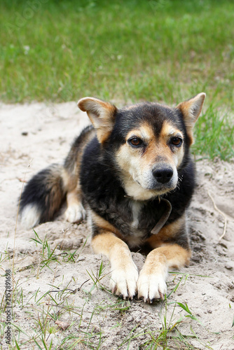 Canvas Print A small mixed-breed dog with a black and tan coat lies on sandy ground
