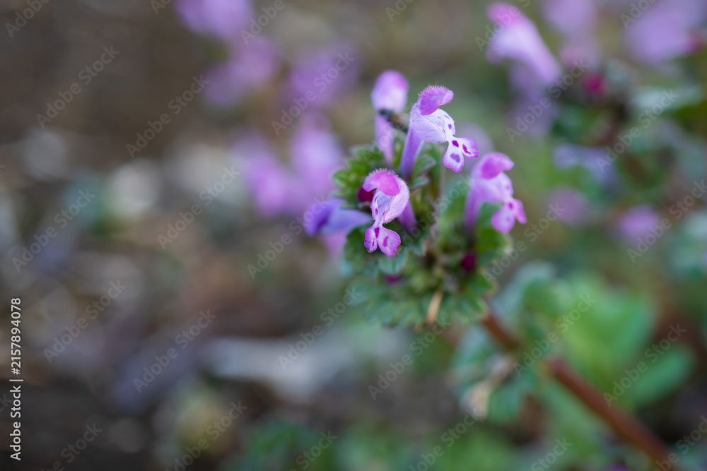 Obraz premium ホトケノザ（Lamium amplexicaule）：シソ科の紫の花のマクロ写真／「春の七草」の一つ