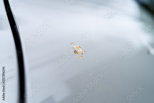 Принти на полотні Bird excrement stain on gray car body paint surface