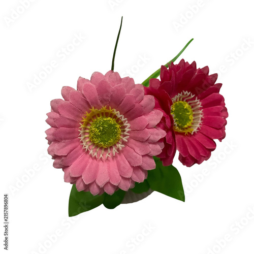 Canvastavla pink gerber flower isolated on transparent background