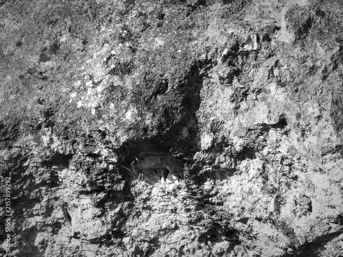 Foto The uneven surface reveals raw material shaped by time, moisture, and erosion