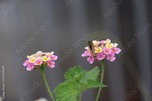 A skipper butterfly sipping nectar from a lantana flower