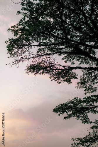 Tree silhouette against pastel sunset sky