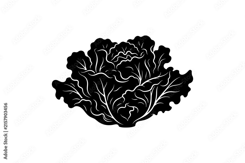 Obraz premium Black and white cabbage illustration: botanical art with detailed leaf patterns.