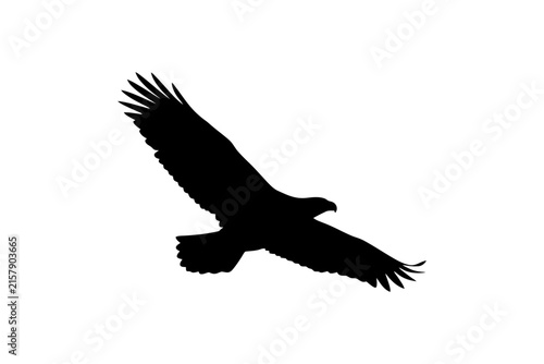 Silhouette of a majestic eagle in flight against a white background.