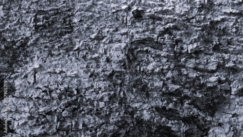 Photography Rugged tree bark texture in monochrome with layered cracks and organic surface detail, creating a natural black and white background for rustic and earthy designs