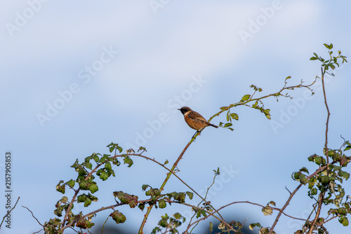Photography Male stonechat on a bramble stem against the sky