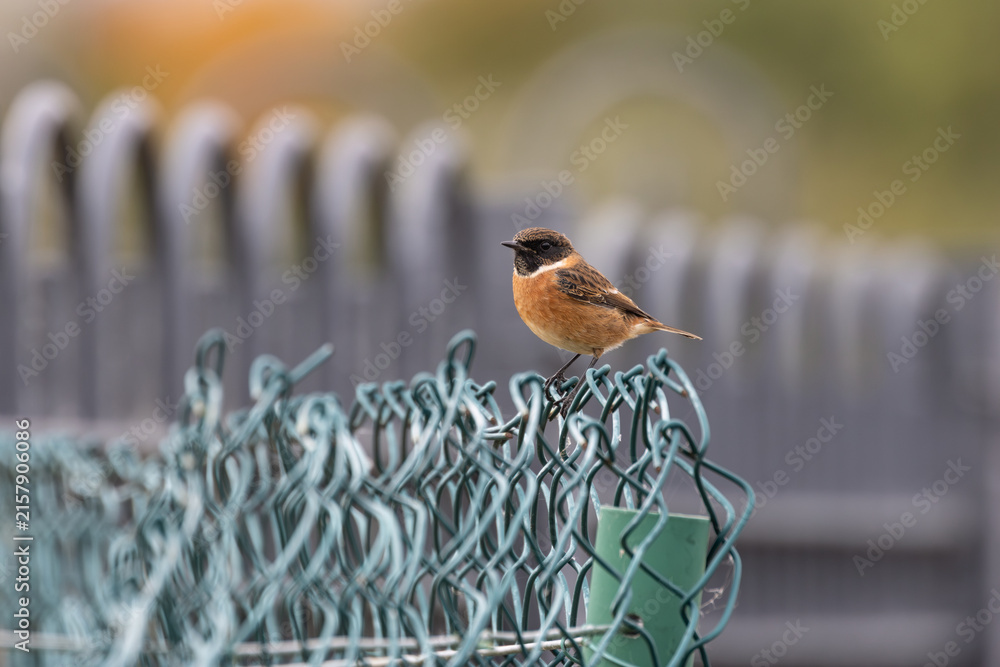 Fototapeta premium Male stonechat on a chain-link fence