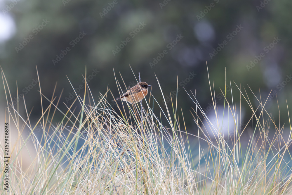 Fototapeta premium Stonechat perched in coastal dune grass