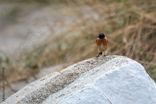 Photography Male stonechat perched on a coastal boulder