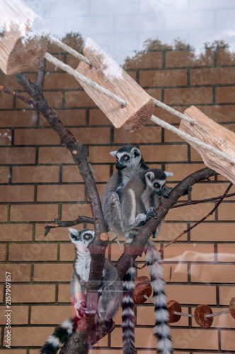 Three ring-tailed lemurs sit on the branches of a zoo enclosure.