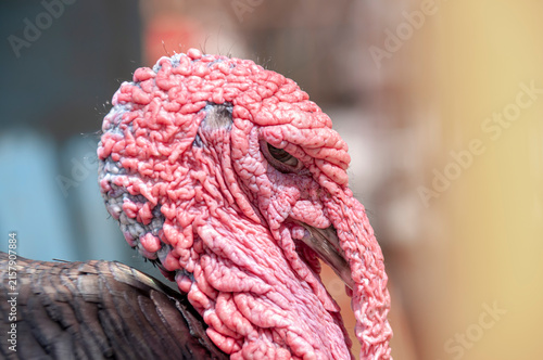 A close-up of the wrinkled head of a dark-feathered turkey vulture
