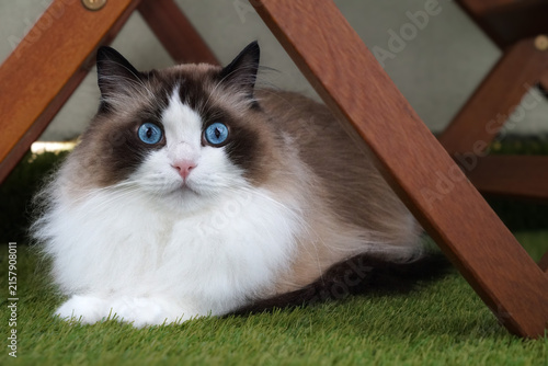 Fotografie Adorable Seal Bicolor Ragdoll Cat Hiding Under Wooden Table with Striking Blue E