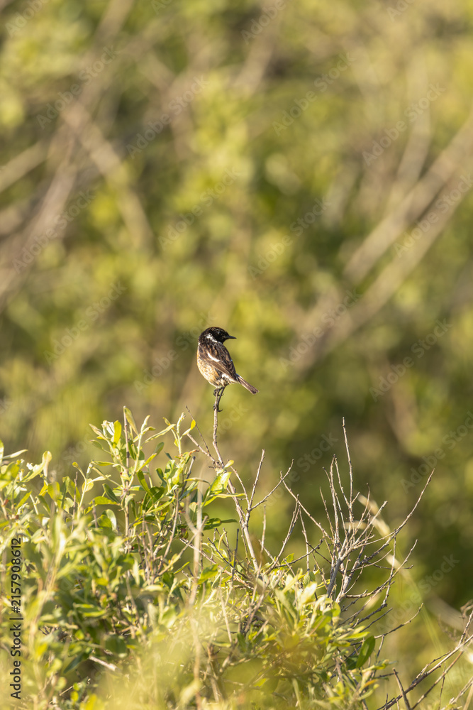 Fototapeta premium Male stonechat on a twig above scrub