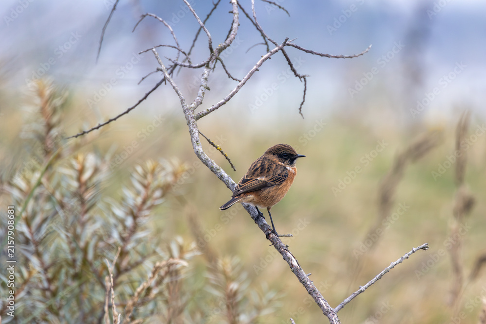 Fototapeta premium Stonechat perched on a bare branch