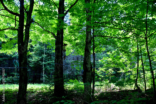 A maple grove in summer, Sainte-Apolline, Québec, Canada