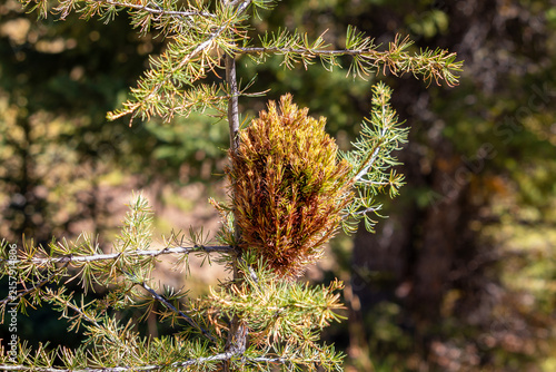 Cuadro en lienzo Macro view of witches' broom genetic mutation on Siberian larch Larix sibirica