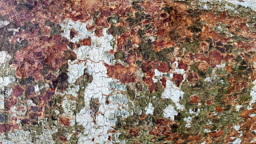 Close up tree bark with white lichen and red patches