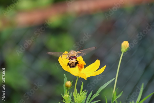 Canvas Print A hummingbird moth hovering while sipping nectar from yellow cosmos flower