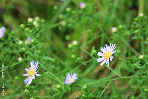 asters