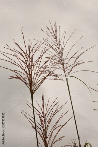Pampas grasses