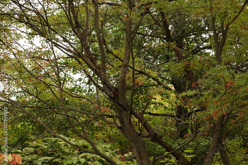 Autumn foliage