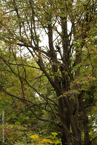 Autumn foliage with a woodpecker