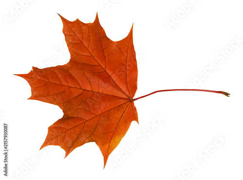 Quadro su tela red maple leaf with a yellow corner