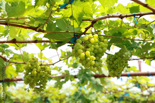The grapes are oval-shaped, arranged in dense bunches, hanging beneath branches and leaves. Dewdrops cling to green grapes. Green grapes are growing in bunches on trellises in orchards or vineyards.
