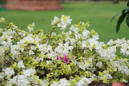 Bougainvillea has pristine white petals that contrast beautifully with the pale green-yellow variegated leaves against a blurred background. Dark pink flowers are interspersed within the same clump.
