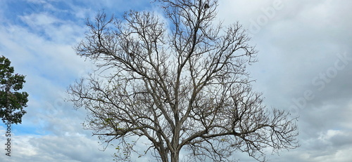 The tree branches are leafless. The extending brown necks of the branches contrast sharply with the sky and clouds. Some leaves or trees are dry and dead. White clouds are scattered across landscape.
