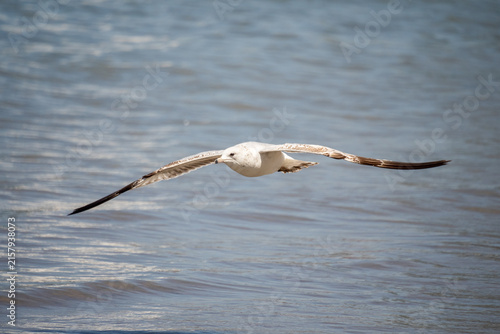 Foto Juvenile glaucous gull (Larus hyperboreus) in flight above the water, in Mazatla