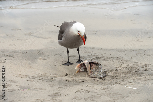 Foto Heermann's gull (Larus heermanni) on the beach, eating carrion, in Mazatlan, Mex