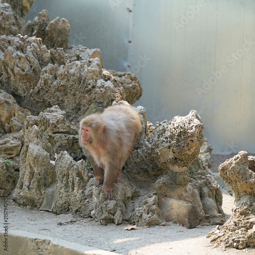 Photography monkey climbing pass the rocks in the zoo