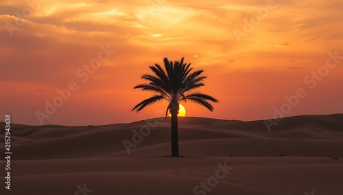 Lonely palm tree silhouette in sandy desert landscape during glowing golden