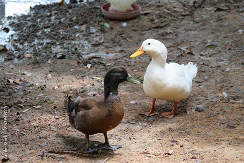 Konstfotografi Two male ducks are enjoying themselves in nature, free-range livestock farming
