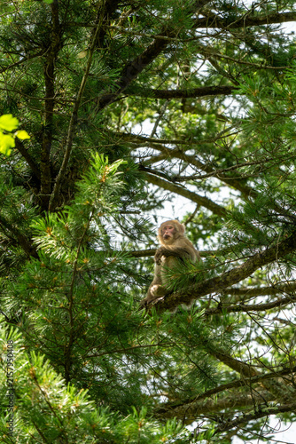 Japanese Macaque Perched on Pine Tree Branch Looking at Camera