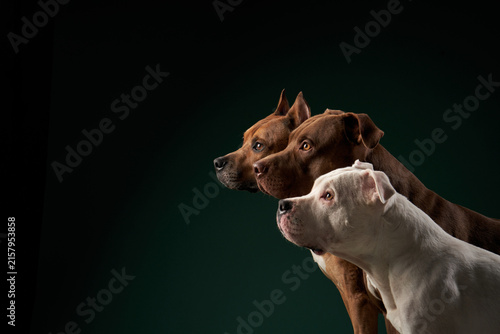 Cuadro en lienzo Three pitbull dogs, two brown and one white, are positioned side by side in low-key lighting