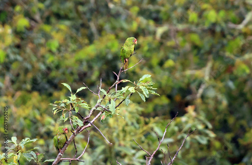 Картината върху платно The mitred parakeet (Psittacara mitratus), also known as the mitred conure in aviculture, is a species of bird in subfamily Arinae of the family Psittacidae