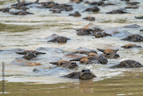Herd of Water Buffalo Crossing a Muddy River in Rural China