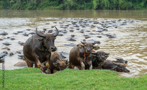 Large Herd of Water Buffalo Emerging from a River in Pengan County, Sichuan, China