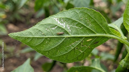 Thrips or pest insect on a green pepper plant leaf showing damage in a garden