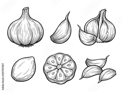 Garlic bulb and cloves sketch set, organic engraved linework, monochrome hand drawn vector illustrations