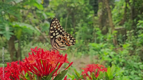 Butterfly Feeding on Tropical Flower, Pollinator and Wildlife in Lush Green Garden, Nature, Botanical and Macro Footage