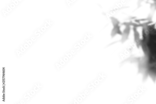 Shadow of plant with leaves on transparent background, png