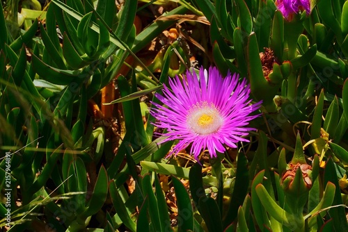 An Elands sourfig or pig face or ice plant or carpobrotus or mesembryanthemum acinaciformis flower, near the sea shore in Attica, Greece