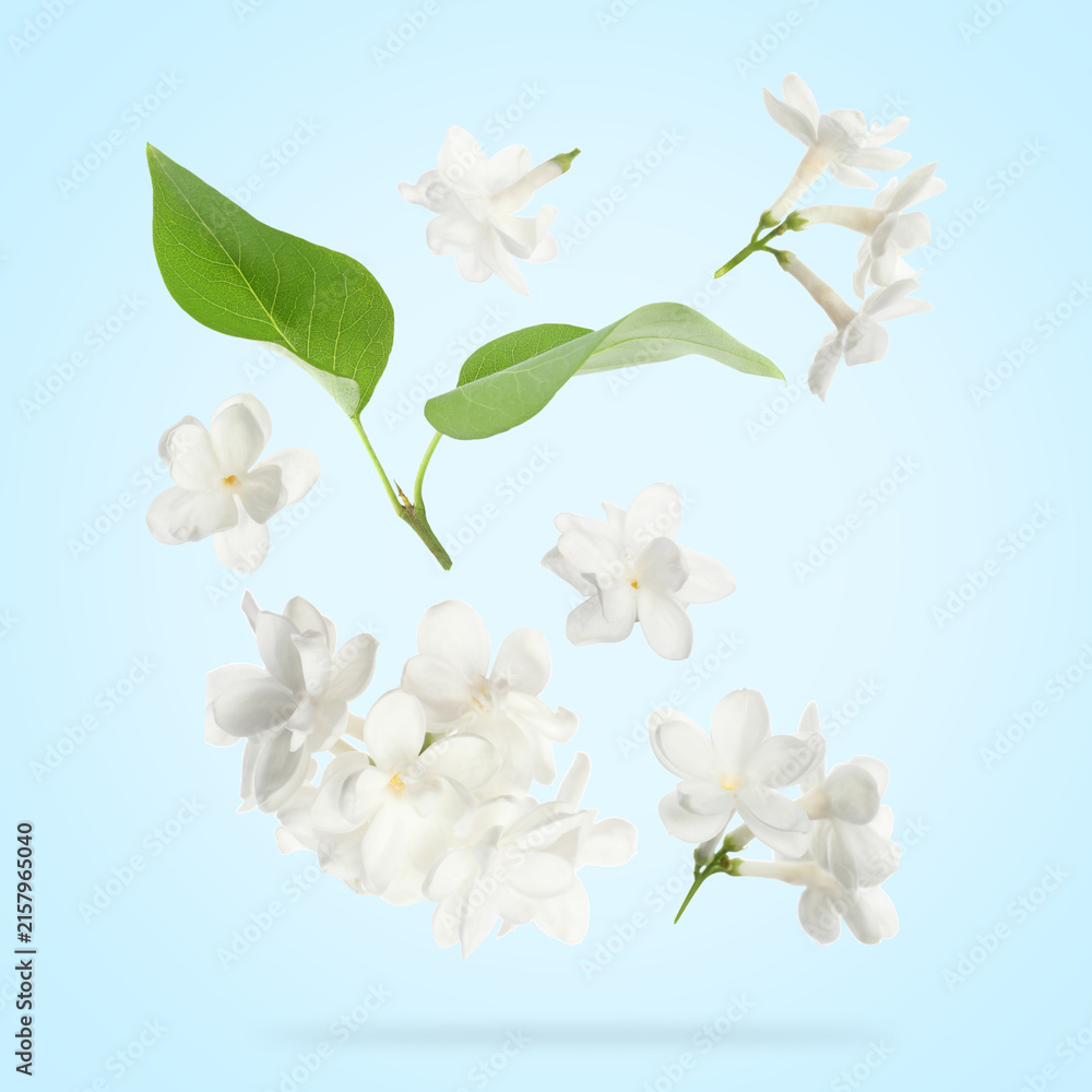Fototapeta premium White lilac flowers and green leaves falling against pastel blue background