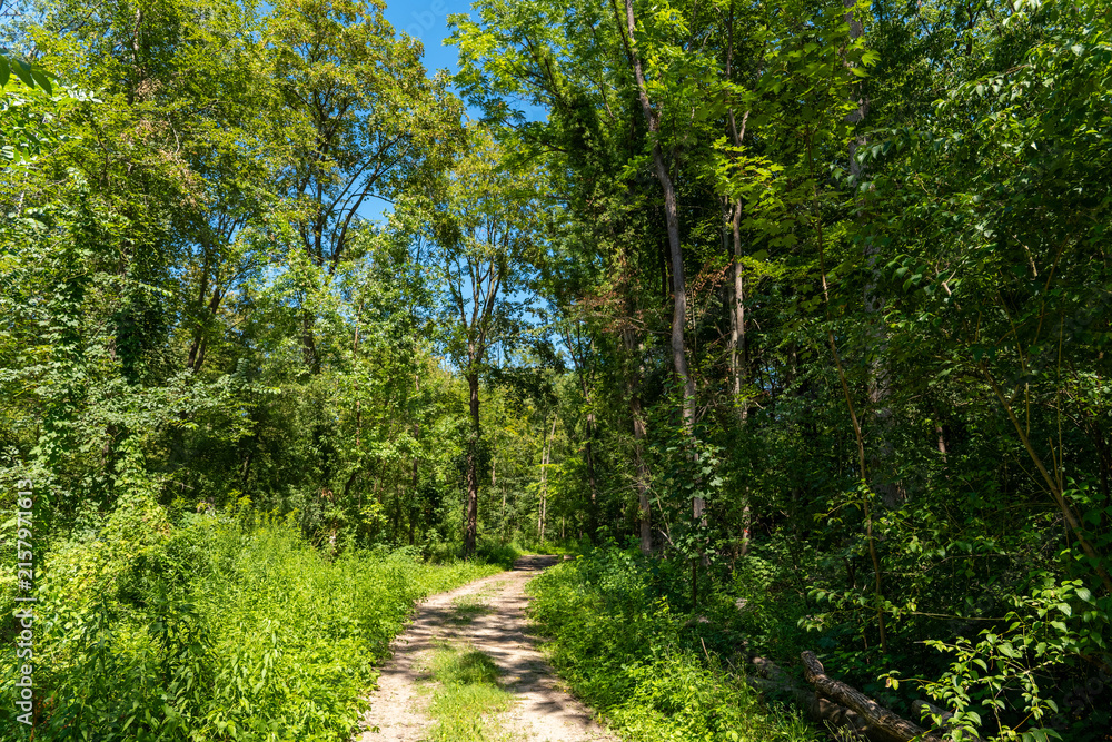 Fototapeta premium Green path through a forest during daytime with sunlight shining